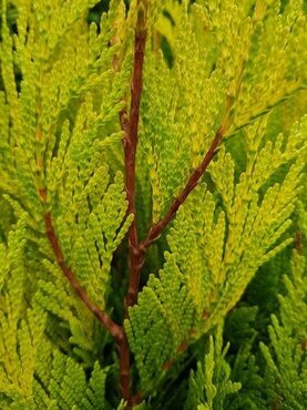 Thuja 4ever Goldy Pyramid 16.5 Litre