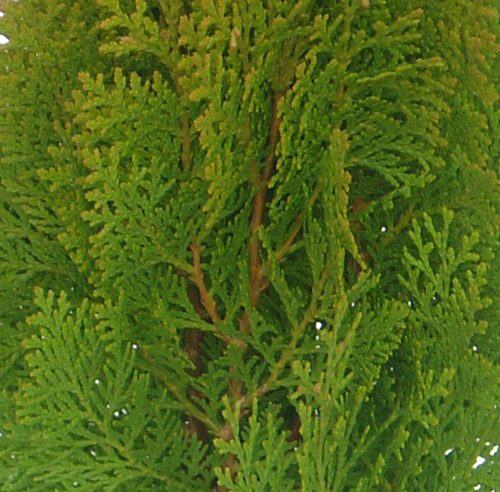 Thuja Aurea Nana 2.3 Litre