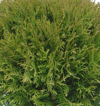 Thuja Danica 1 litre