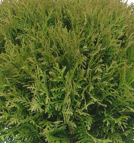 Thuja Danica 1 Litre