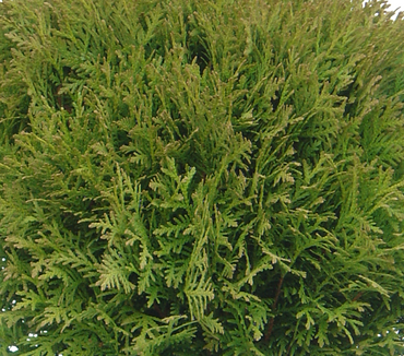 Thuja Danica 4.6 Litre