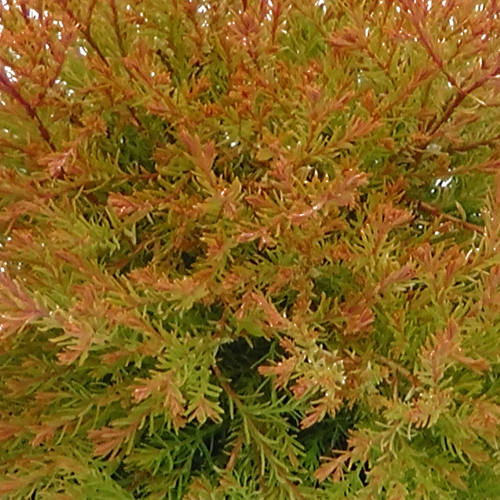 Thuja Fire Chief 2.3 Litre