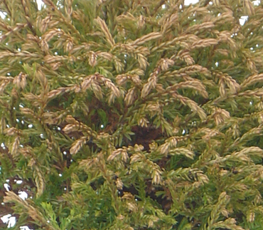Thuja Golden Tuffet 1 Litre