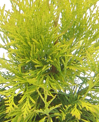 Thuja Goldy 1 litre