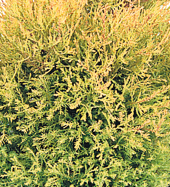 Thuja Rheingold 1 litre