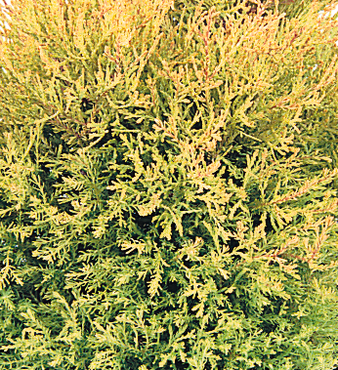 Thuja Rheingold 1 Litre