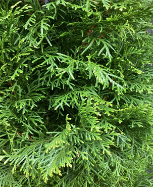 Thuja Smaragd 1 litre