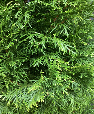 Thuja Smaragd 1 Litre