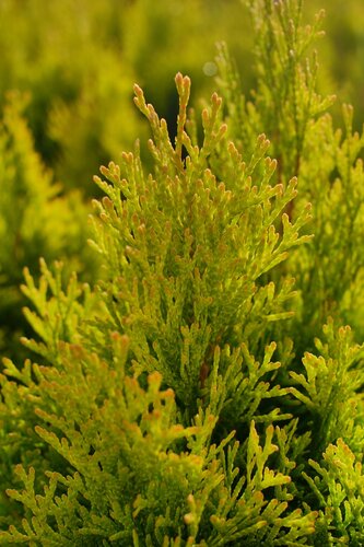 Thuja Smaragd d'Or 2.3 Litre