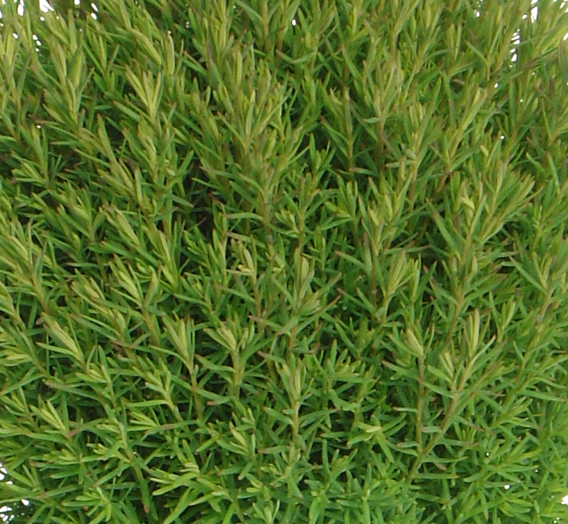 Thuja Teddy 1 Litre - Stewarts Garden Centre