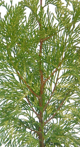 Thuja Zebrina 1 Litre