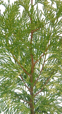 Thuja Zebrina 1 Litre