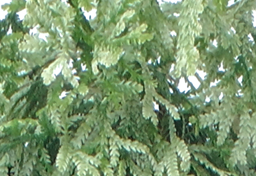 Thujopsis Variegata 1 litre