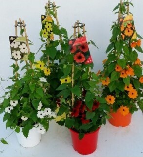 Thunbergia Pyramid 17cm