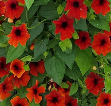 Thunbergia Pyramid Red 17cm