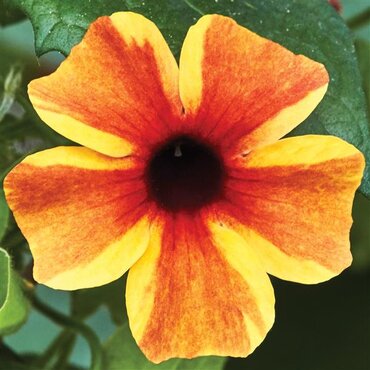 Thunbergia Sunny Susy Amber Stripes 10.5cm