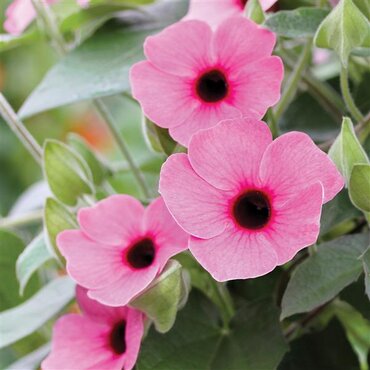 Thunbergia Sunny Susy Rose Sensation 10.5cm