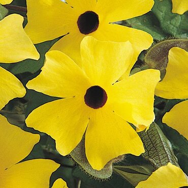 Thunbergia Sunny Susy Yellow Dark Eye 10.5cm