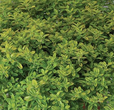 Thyme Archers Gold 10.5cm