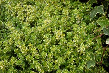 Thyme Golden Queen 10.5cm