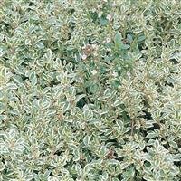 Thyme In Variety 18cm - image 2