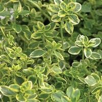 Thyme In Variety 18cm - image 3