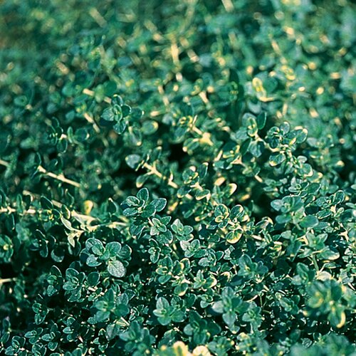 Thyme In Variety 18cm - image 1