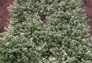 Thyme Silver Posie 10.5cm