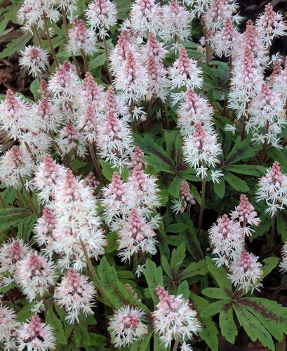 Tiarella Jeepers Creepers 3 Litre