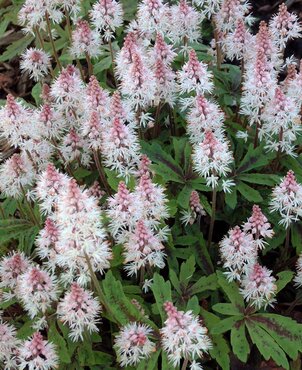 Tiarella Jeepers Creepers 3 Litre