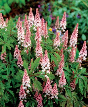 Tiarella Pink Sky Rocket 2 Litre