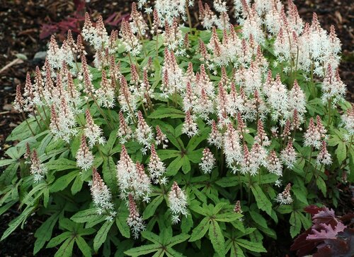 Tiarella Spring Symphony 2 litre