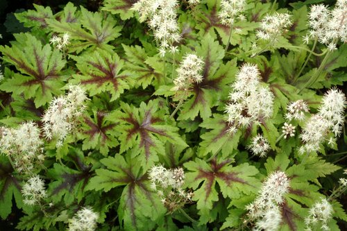 Tiarella Sugar & Spice 2 Litre