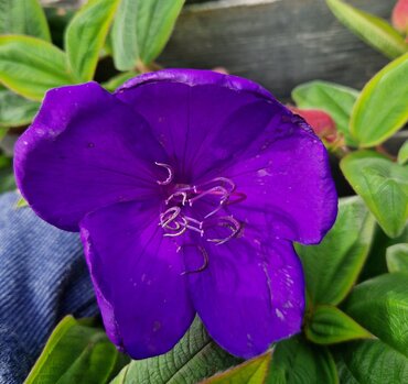 Tibouchina Urvileana 1.5 Litre - image 1