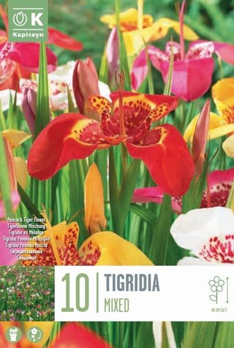 Tigridia Pavonia Mixed