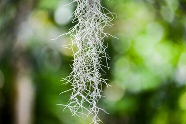 Tillandsia Usneoides (Air Plant) - image 2