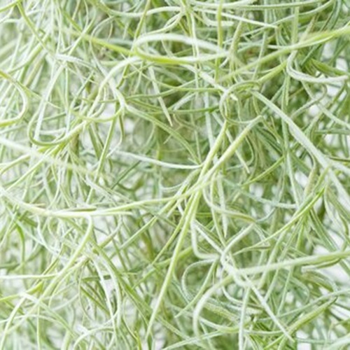 Tillandsia Usneoides (Air Plant) - image 1