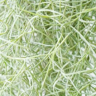 Tillandsia Usneoides (Air Plant) - image 1