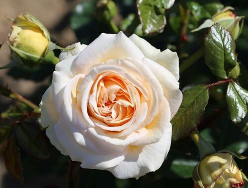 Timeless Cream Bush Rose 3 Litre - image 1