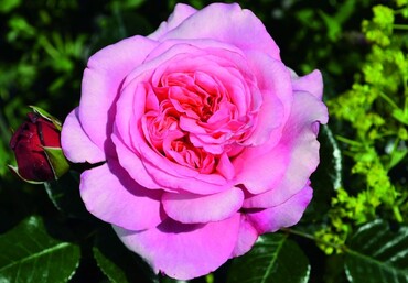 Timeless Pink Bush Rose 3 Litre