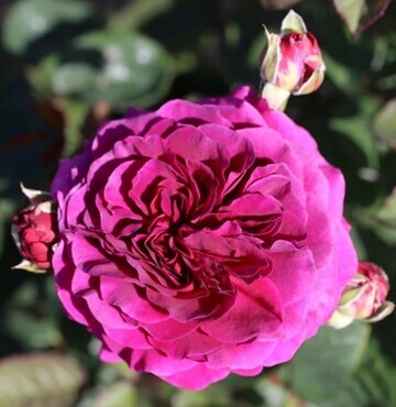 Timeless Purple Bush Rose 3 Litre