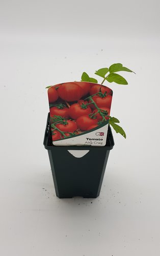 Tomato Ailsa Craig 8.5cm