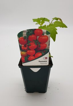 Tomato Alicante 8.5cm