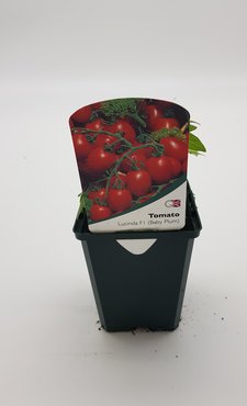 Tomato Baby Plum Lucinda 8.5cm