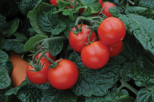 Tomato Balcony Red 9cm