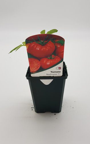 Tomato Beefmaster 8.5cm