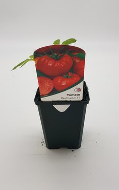 Tomato Beefmaster 8.5cm