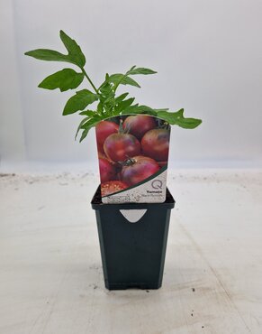 Tomato Black Russian 8.5cm