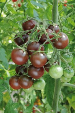 Tomato Chocolate Cherry 9cm