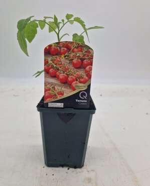 Tomato Crokini 8.5cm